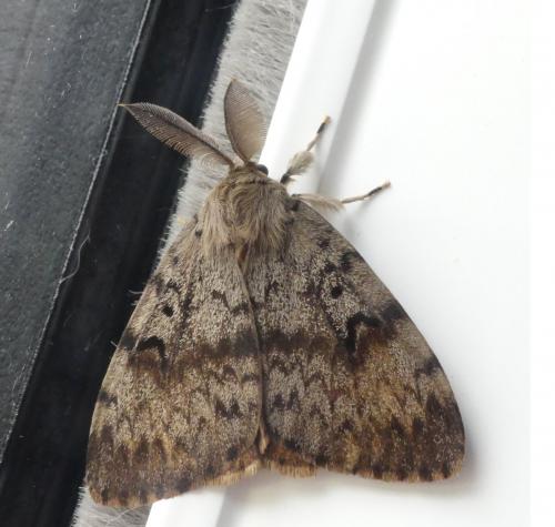 Lymantria dispar